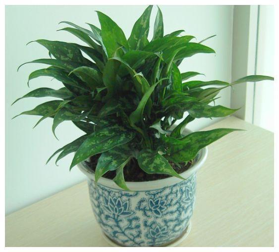 有1种绿植全身“墨绿”，十分少见，却美丽极了，爱花就去养1盆