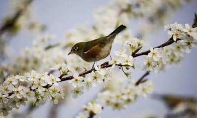 ​春季如何养肾金蝉花(冬季怎么养肾补肾)