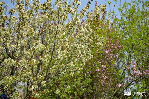 充满传说的西安青龙寺樱花开了