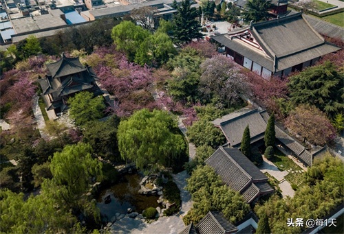 充满传说的西安青龙寺樱花开了