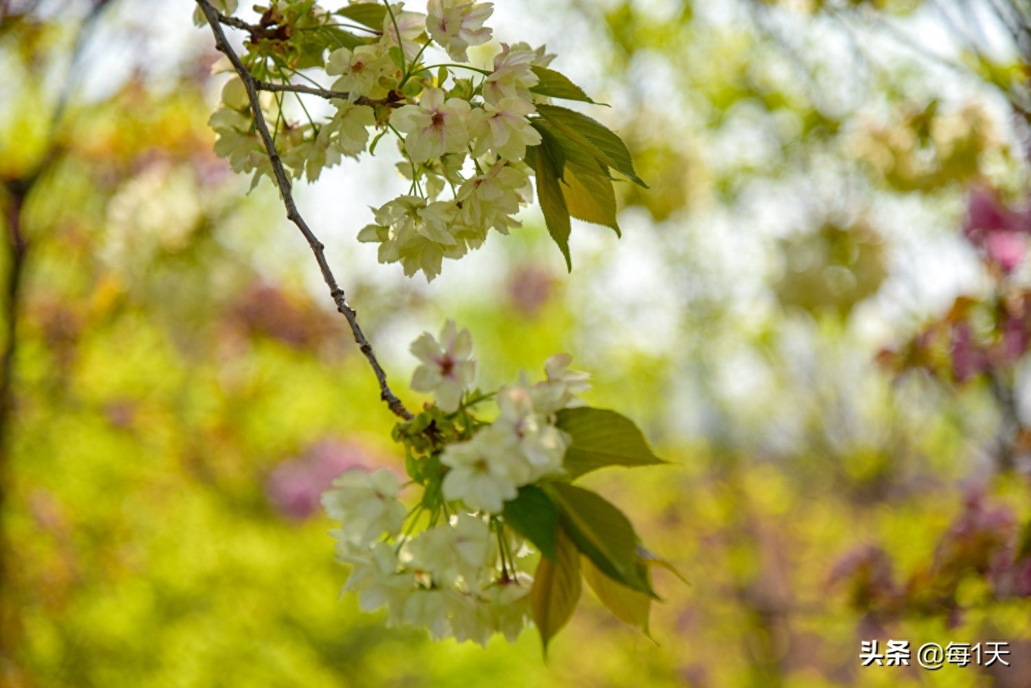 充满传说的西安青龙寺樱花开了