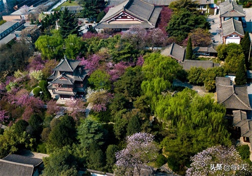 充满传说的西安青龙寺樱花开了