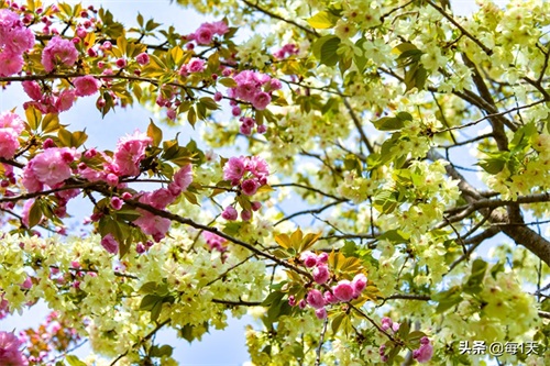 充满传说的西安青龙寺樱花开了