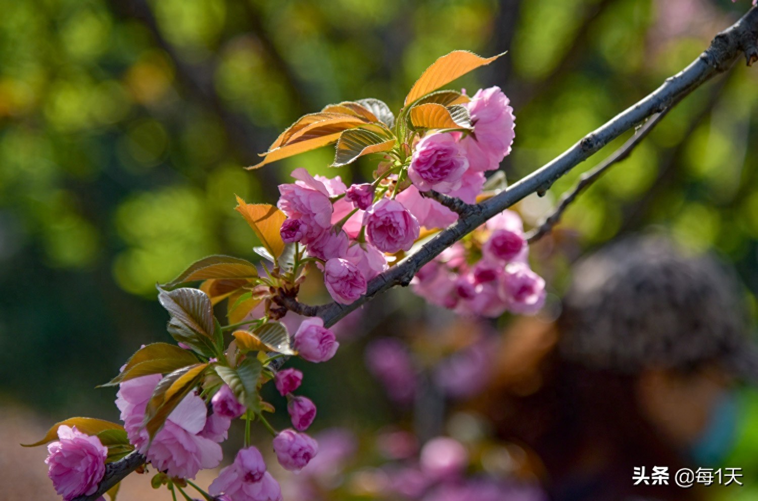 充满传说的西安青龙寺樱花开了