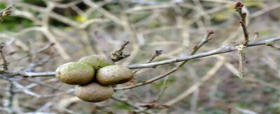 ​没食子都有哪些功效和作用