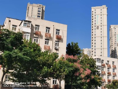 ​栾树的苗期管理方法