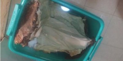 ​农民挖到“太岁”肉灵芝，专家鉴定后，农民一脸惊讶！