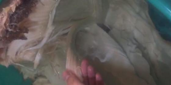 农民挖到“太岁”肉灵芝,专家鉴定后,农民一脸惊讶!