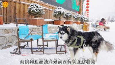 ​哈士奇和二哈有区别吗