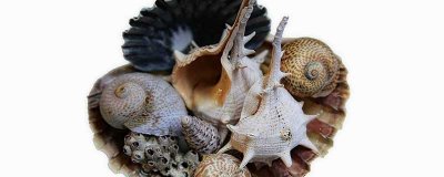 ​啥吃苹果螺 苹果螺最喜欢吃什么食物